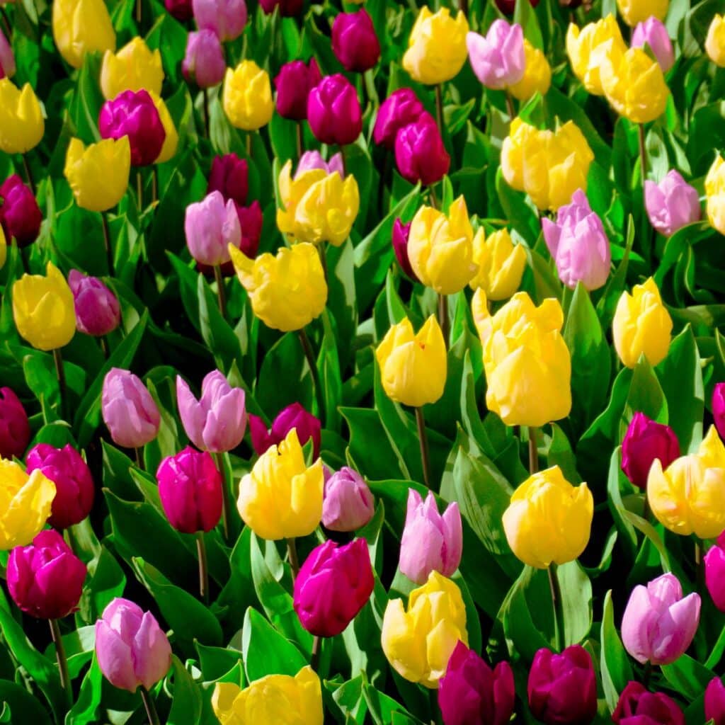 5 Spring Maintenance Tips for Your Water Well