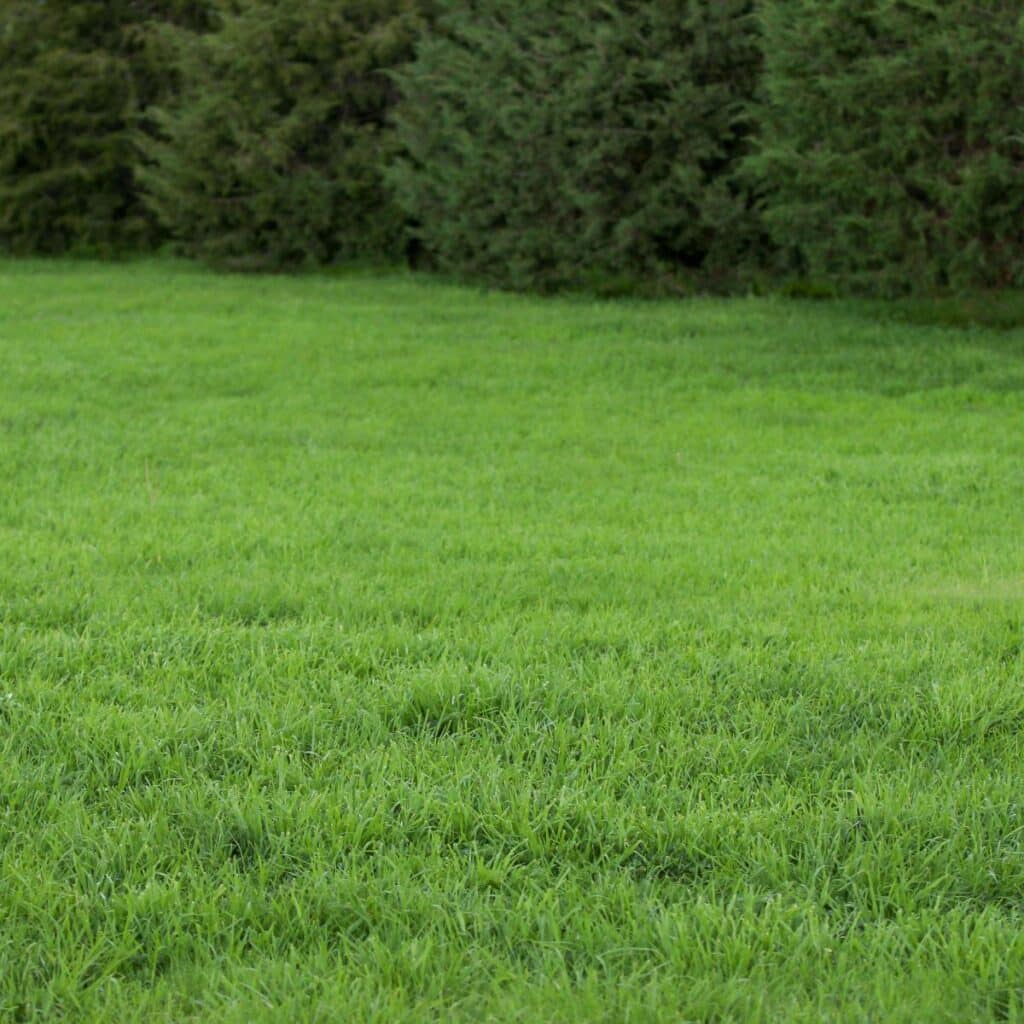 Where On My Property Should a Well be Placed?